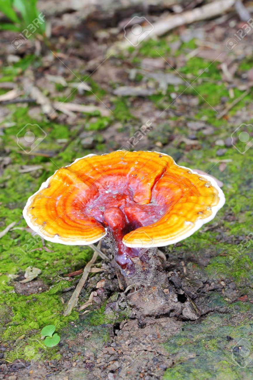 天然マンネンタケ 霊芝
